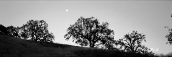 Moonrise Trees Silhouette Paso Robles Hillside Black and White